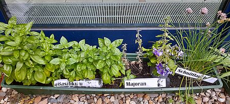 Verschiedene Kräuter, Majoran, Basilikum und Schnittlauch, in einem Blumenkasten