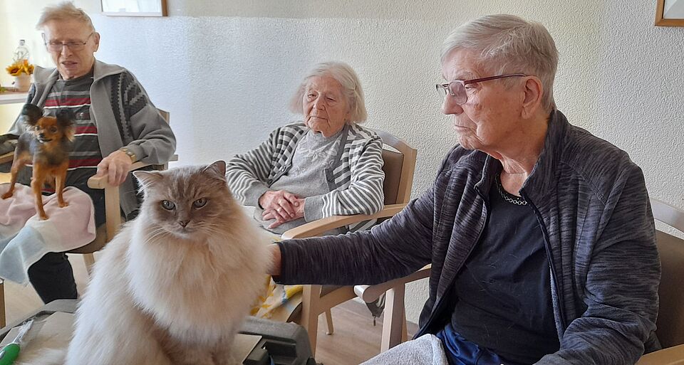 Seniorinnen und Senioren streicheln grau-weiße Katze