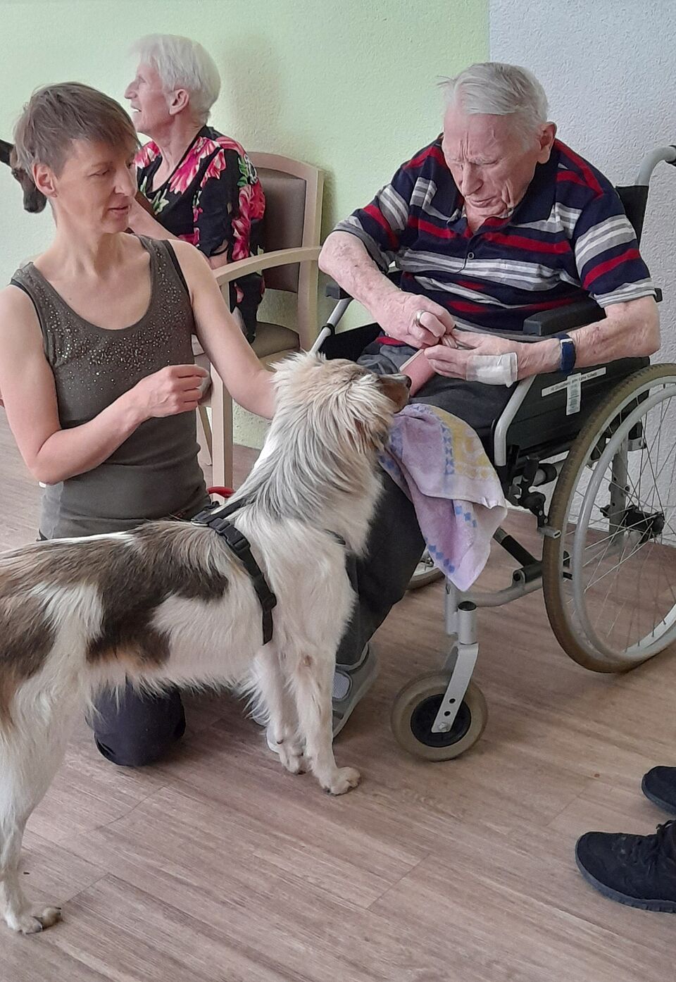 Senior im Rollstuhl streichelt weiß-braunen Hund