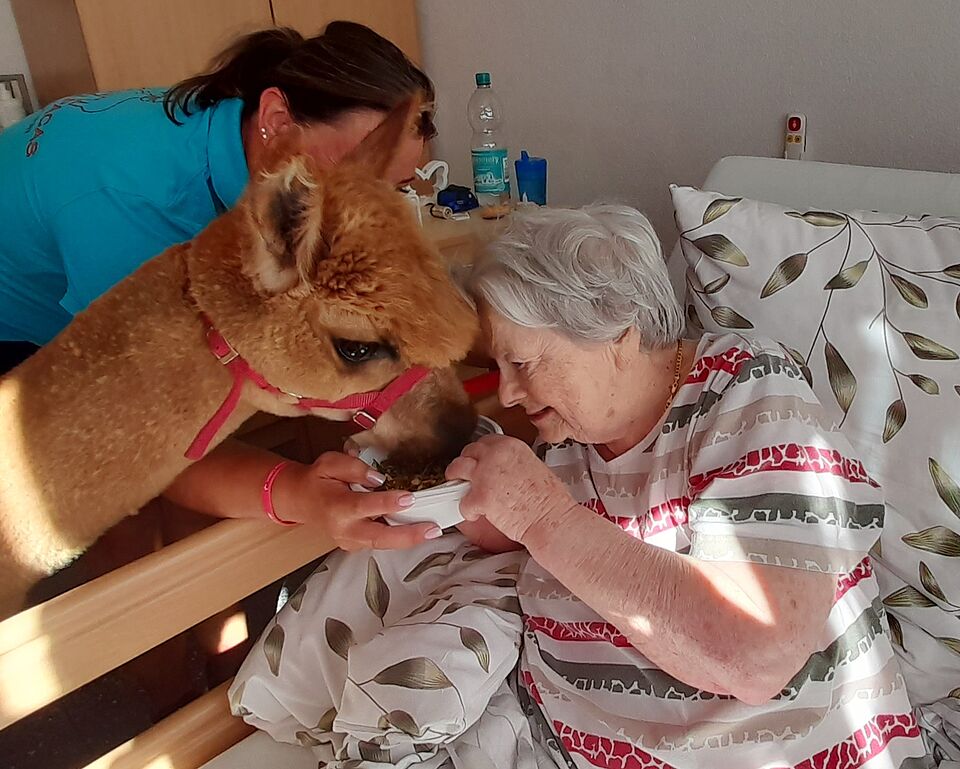 Seniorin streichelt braunes Alpaka am Kopf