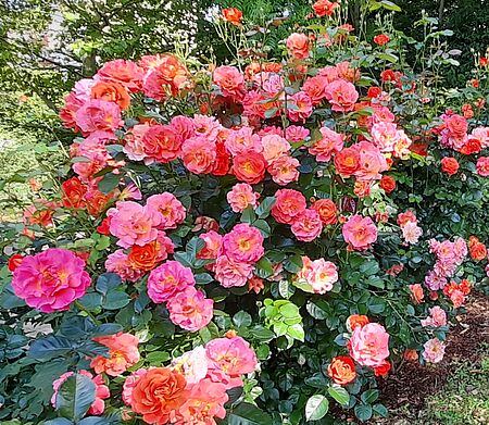 Pinke Rosen in voller Blütenpracht