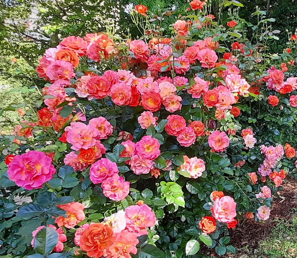 Pinke Rosen in voller Blütenpracht