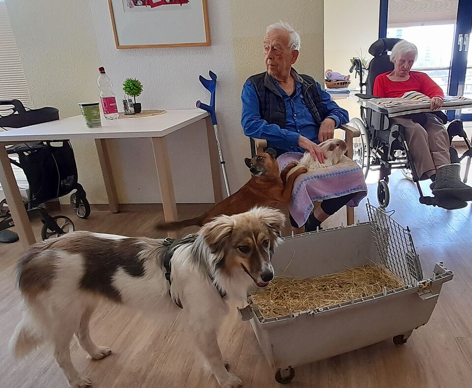 Senior mit Meerschweinchen auf dem Schoß, im Vordergrund ein brauner und ein weißer Hund, im Hintergrund Seniorin im Rollstuhl
