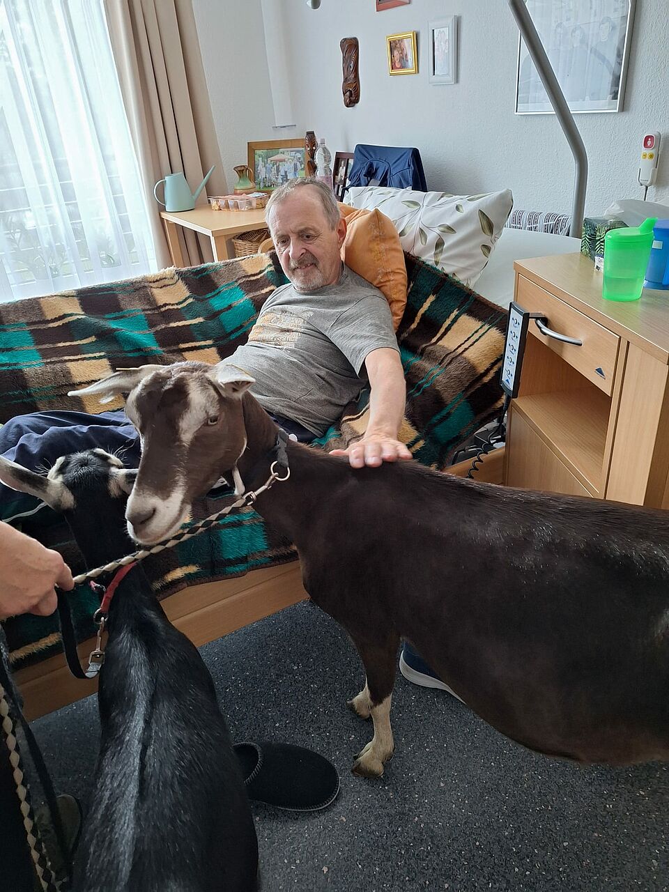 Senior streichelt braune Ziege in Zimmer