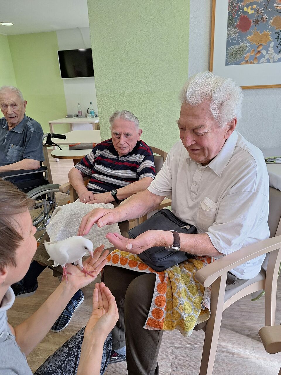 Senior streichelt weiße Taube, die ihm hingehalten wird