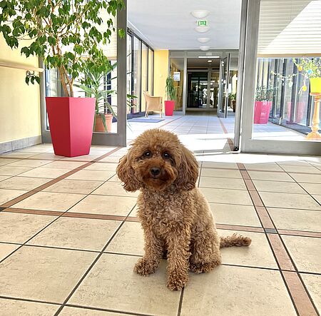 Hund im Flur sitzend