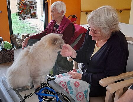 Seniorin mit Katze auf dem Schoß