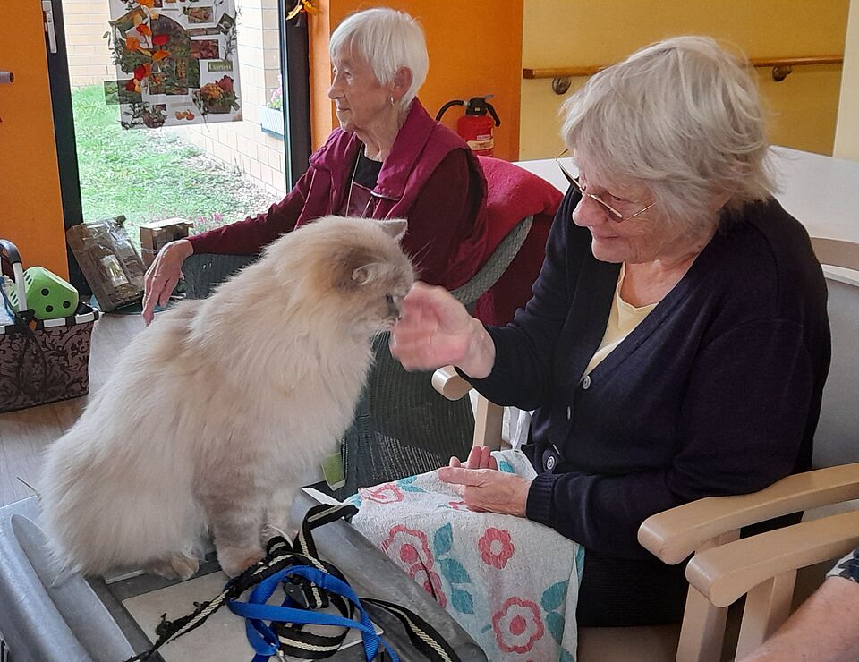 Seniorin mit Katze auf dem Schoß